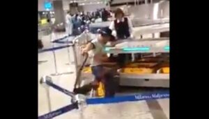 Malpensa cow boy video