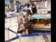 Malpensa cow boy video