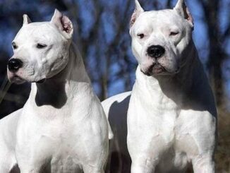 Varese dogo argentino taglio orecchie