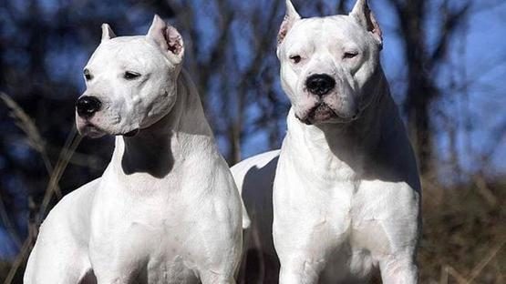 Varese dogo argentino taglio orecchie