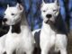 Varese dogo argentino taglio orecchie