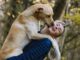Albizzate corso adozione cane