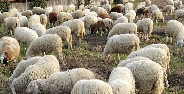 samarate pecore morte indagini