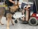malpensa-cocaina-sedia-rotelle
