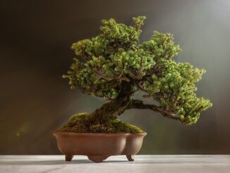 castellanza bonsai mostra laboratori