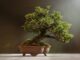 castellanza bonsai mostra laboratori