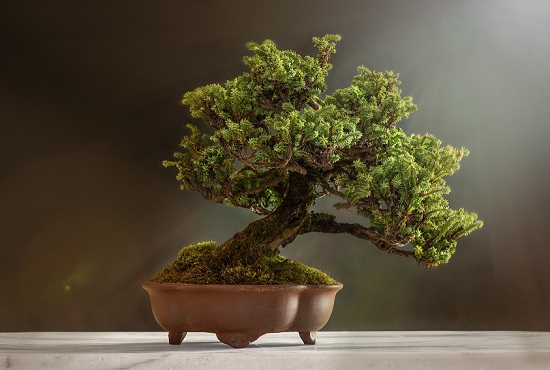castellanza bonsai mostra laboratori