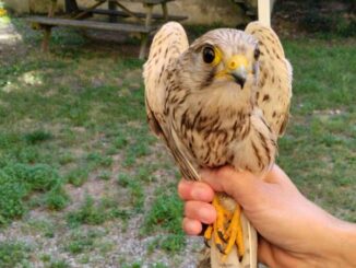 castanoprimo animali polizialocale gheppio