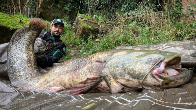 fiume ticino pesce siluro