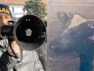arsago animalisti toro catena