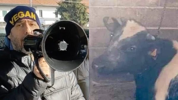 arsago animalisti toro catena