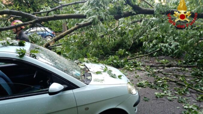 varese albero viale europa