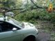 varese albero viale europa