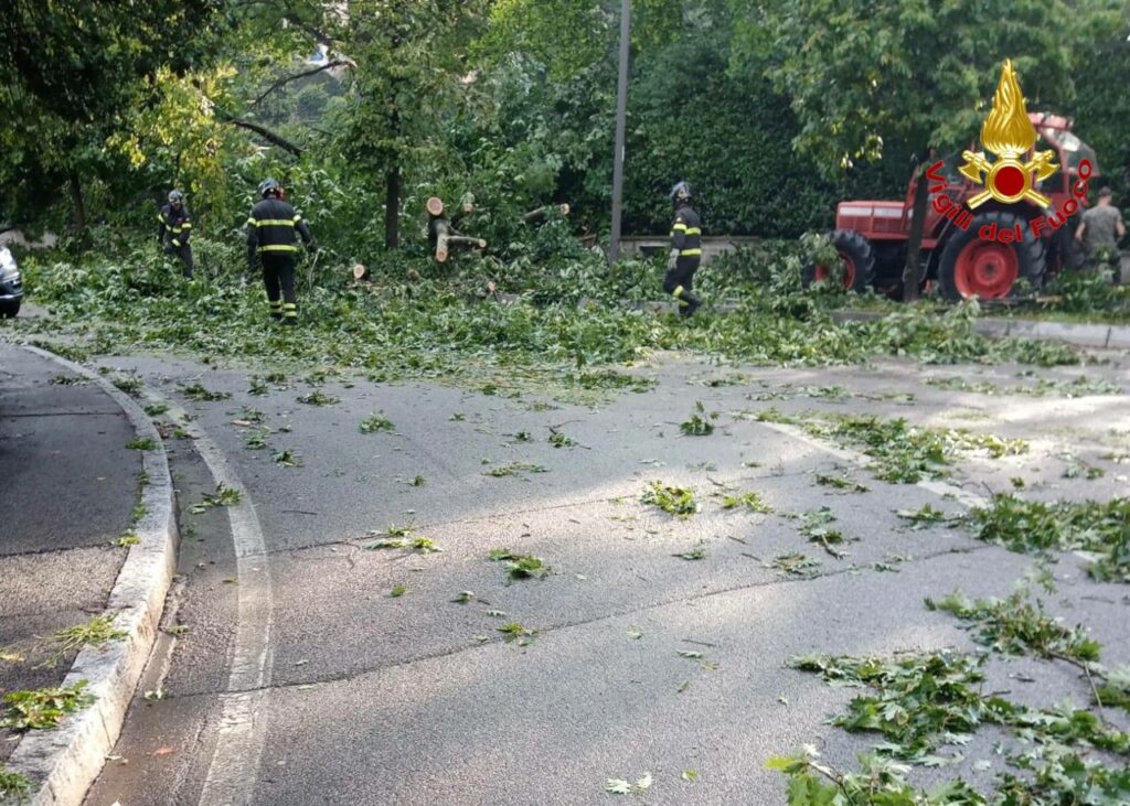 varese albero viale europa