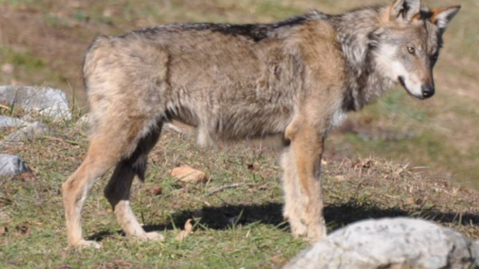 rescaldina gerenzano lupo parcodeimughetti