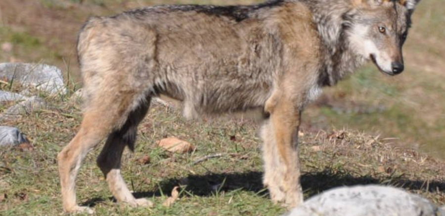 rescaldina gerenzano lupo parcodeimughetti