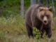 Gallarate cai conoscere orso