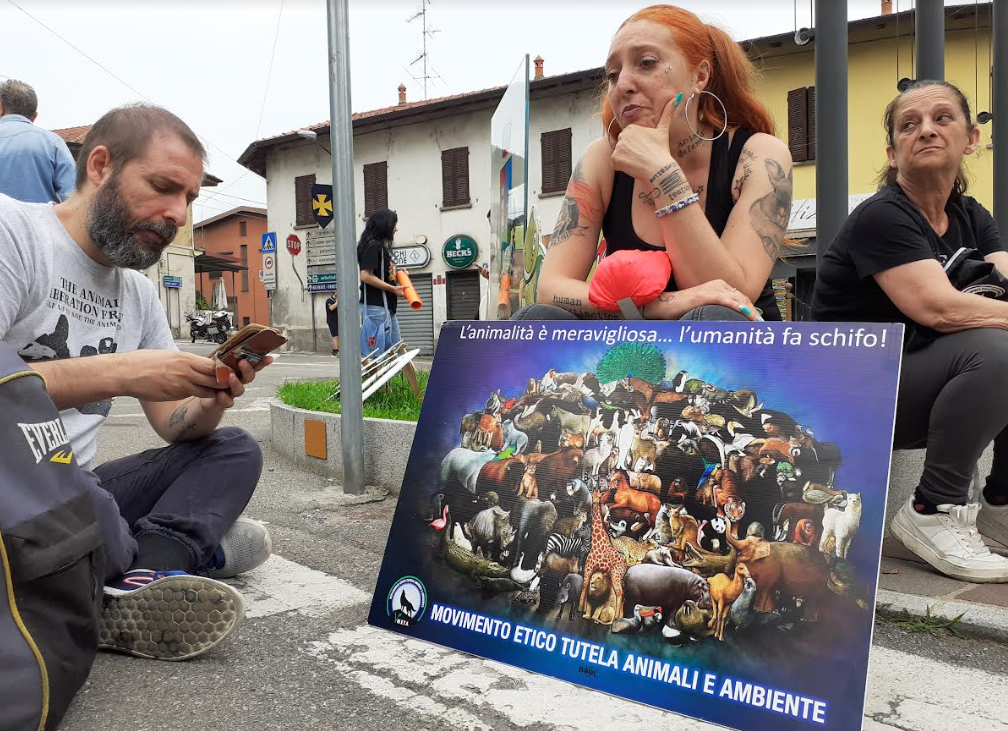 arsago toro animalisti protesta