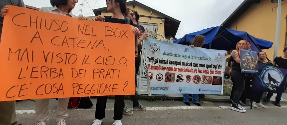 arsago toro animalisti protesta