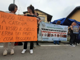 arsago toro animalisti protesta