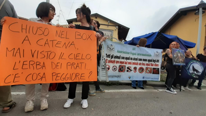 arsago toro animalisti protesta