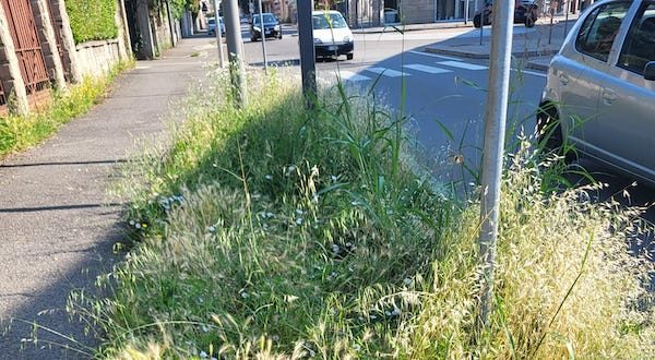 gallarate erbacce strade marciapiedi