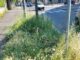 gallarate erbacce strade marciapiedi