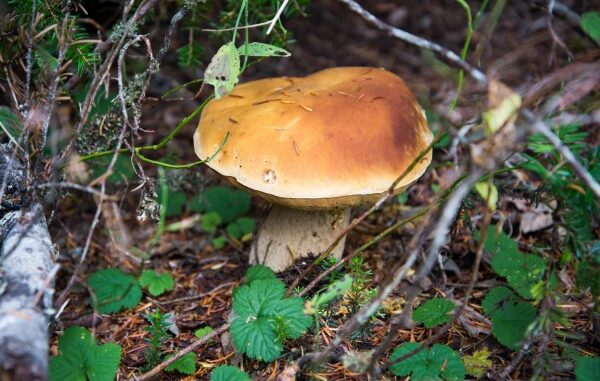 funghi sportelli micologici varese
