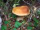 funghi sportelli micologici varese
