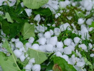 grandine aziende agricole