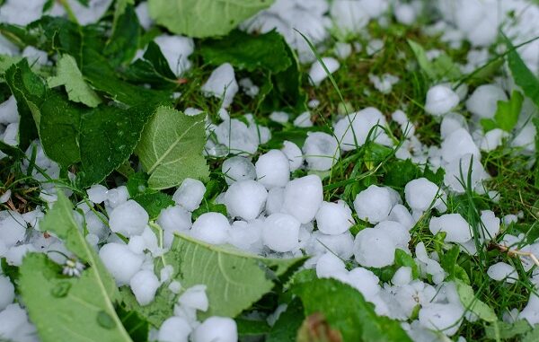 grandine aziende agricole