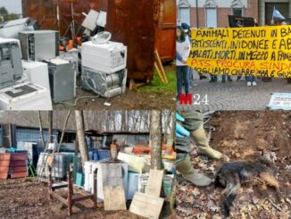 samarate animali discarica smantellata