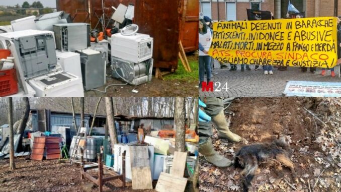 samarate animali discarica smantellata