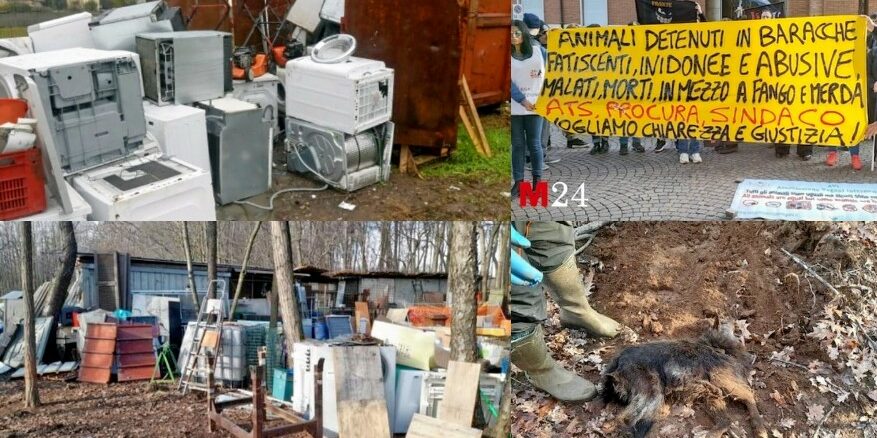 samarate animali discarica smantellata
