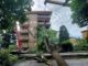 legnano maltempo alberi viabilità