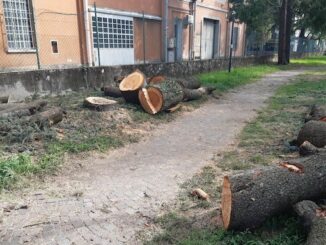 canegrate parchi alberi maltempo