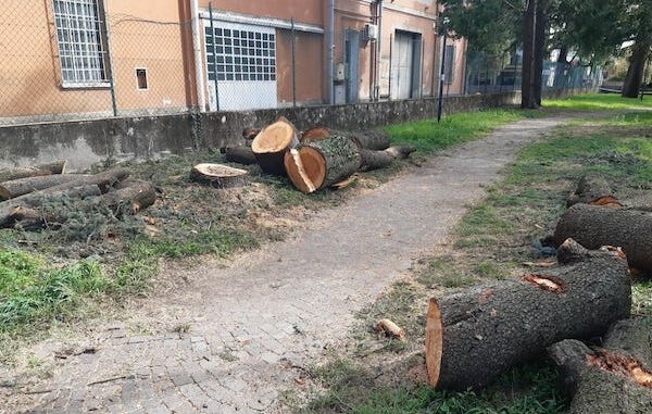 canegrate parchi alberi maltempo