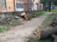 canegrate parchi alberi maltempo