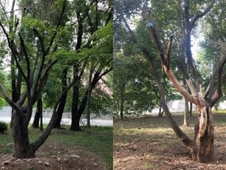 Gallarate parco pianta Japonica