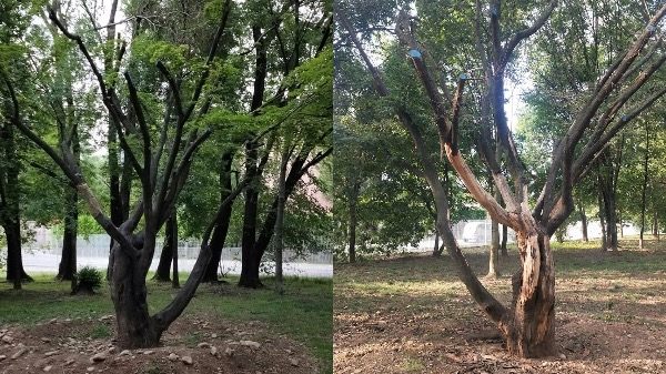 Gallarate parco pianta Japonica