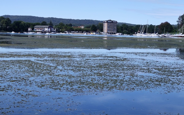 Sesto lago maggiore alghe