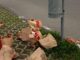 Gallarate rifiuti McDonald’s