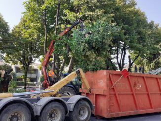 cassano tigli piazza 25 aprile