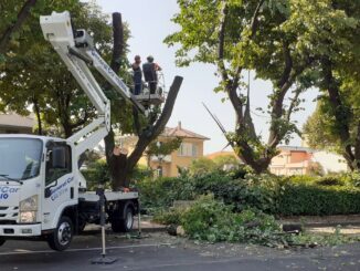 cassano tigli piazza 25 aprile