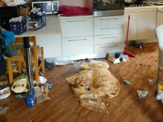 animalisti luino cane morto