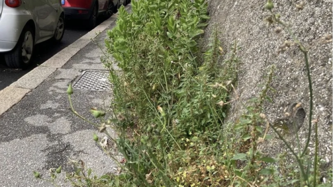 busto erba sfalcio
