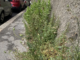 busto erba sfalcio