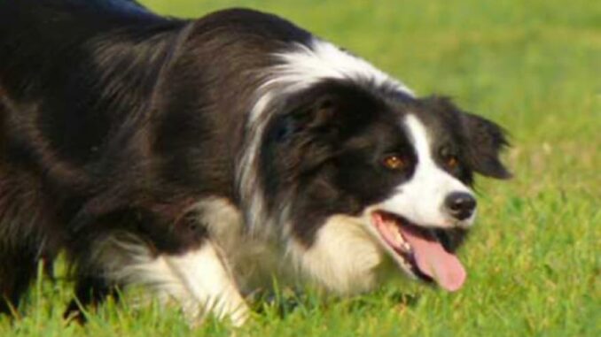 cani avvelenati fagnano