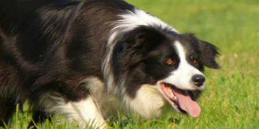 cani avvelenati fagnano