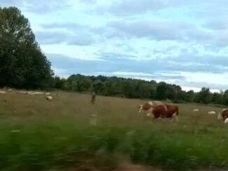 maiali fagnano agricoltori